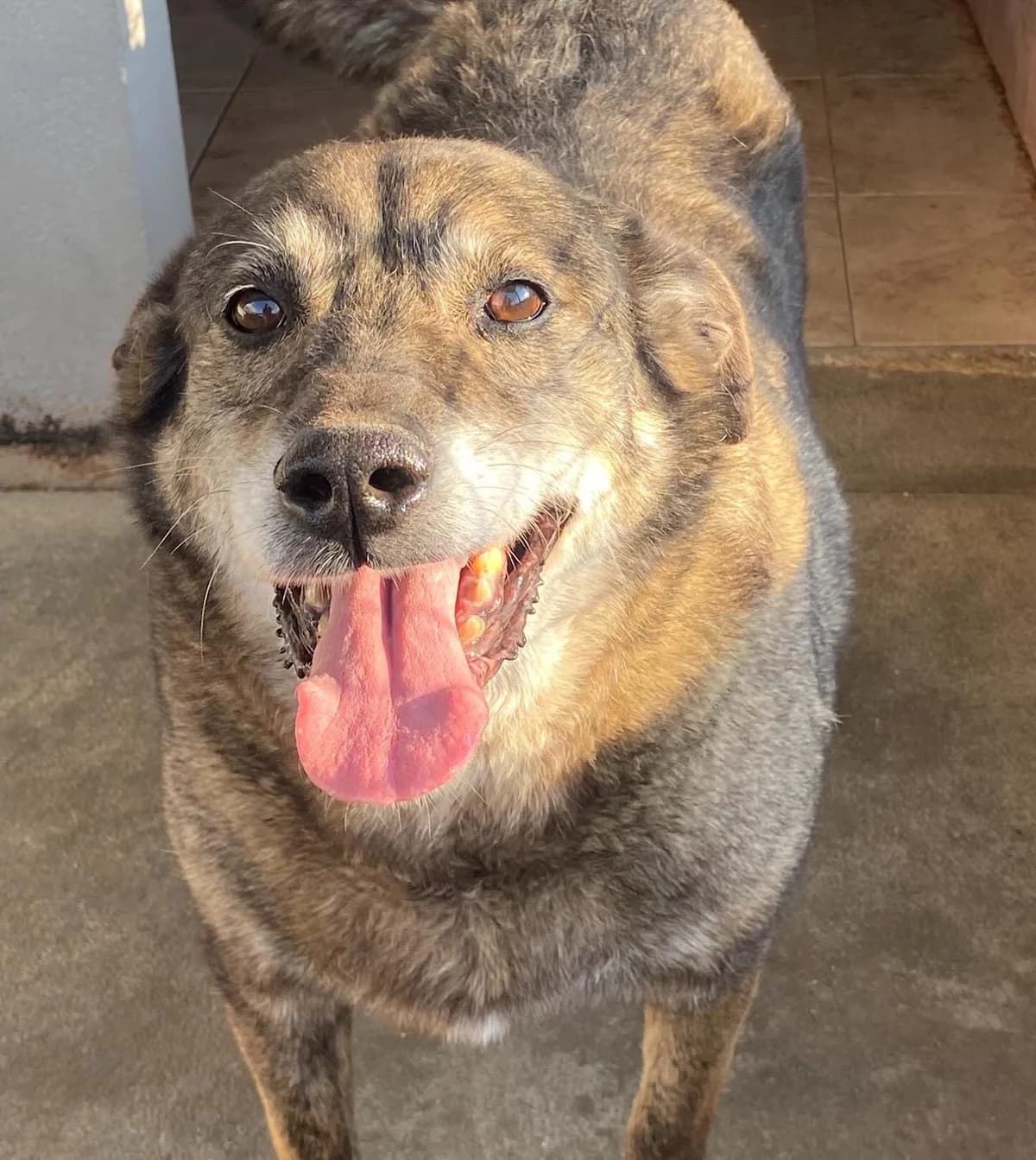 Timon, male Mixed Breed for adoption at Associazione Amici del Cane di Latina ODV