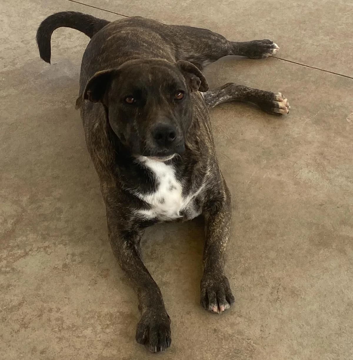 Wendy, female Mixed Breed for adoption at Associazione Amici del Cane di Latina ODV