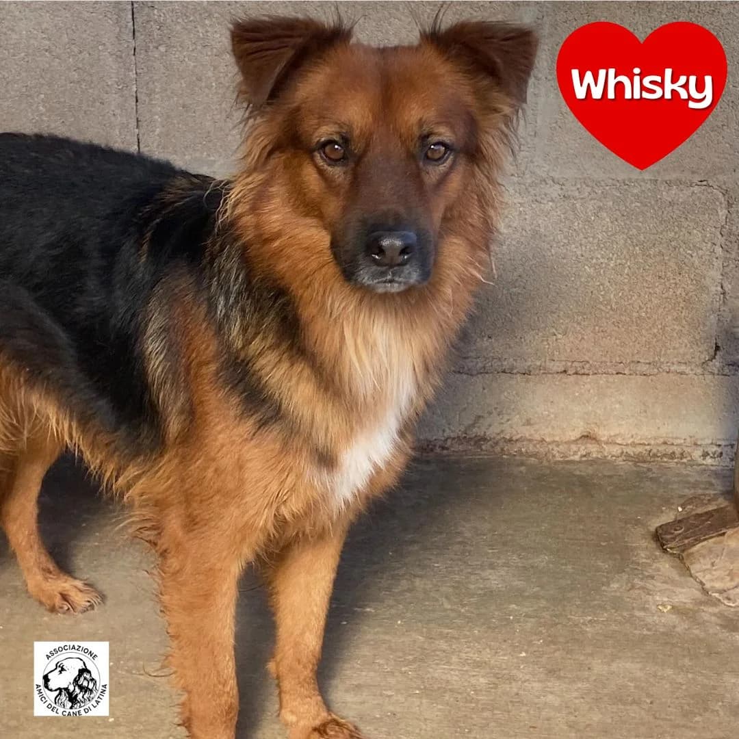 Whisky, male Mixed Breed for adoption at Associazione Amici del Cane di Latina ODV
