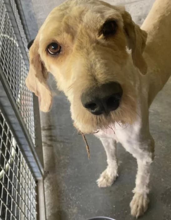 Flash, male mixed breed for adoption at Amici della Terra FVG