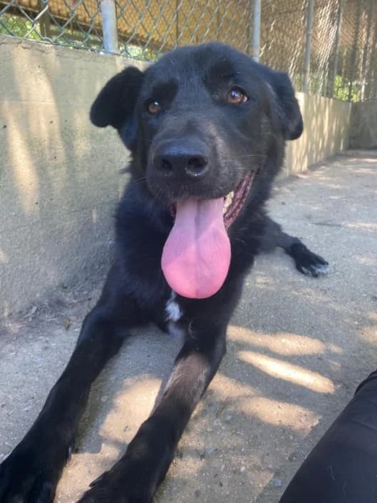 ladymarian, female mixed breed for adoption at Amici della Terra FVG