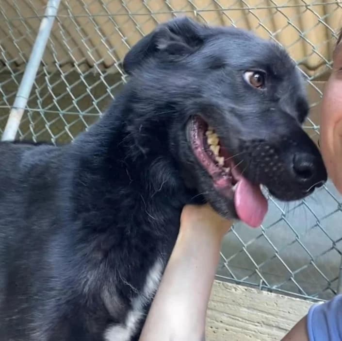 LadyMarian, female mixed breed for adoption at Amici della Terra FVG