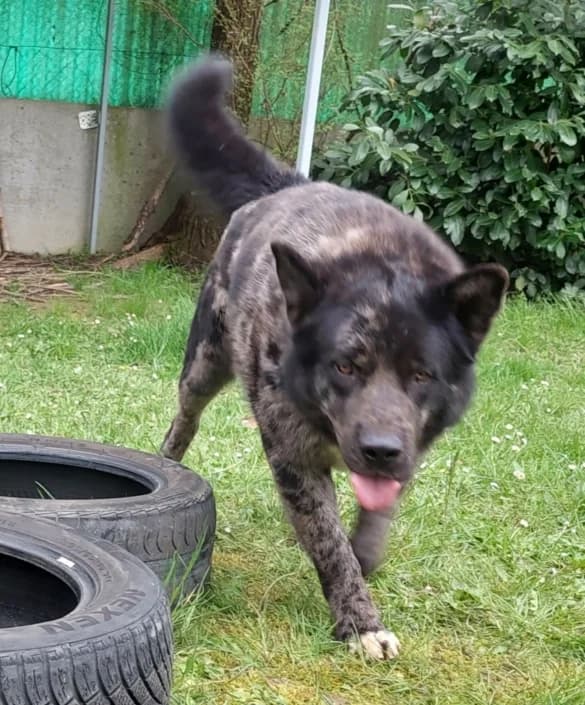 zorrone, Mixed Breed for adoption at Amici della Terra FVG