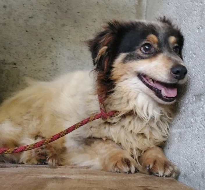 merlino1, male Mixed Breed for adoption at Amici della Terra FVG