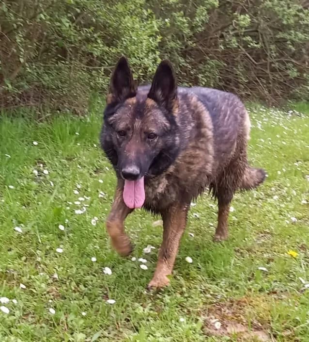 sally, female German Shepherd for adoption at Amici della Terra FVG