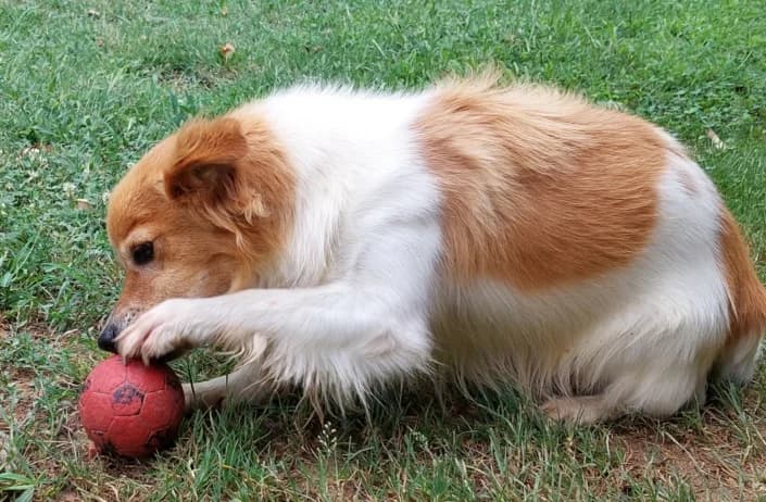 Jukebox, male Mixed Breed for adoption at Amici della Terra FVG