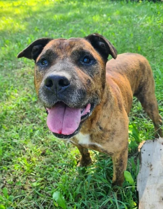 Icaro, male mixed breed for adoption at Amici della Terra FVG