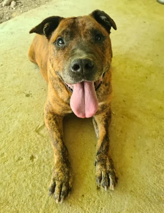 Icaro, male mixed breed for adoption at Amici della Terra FVG