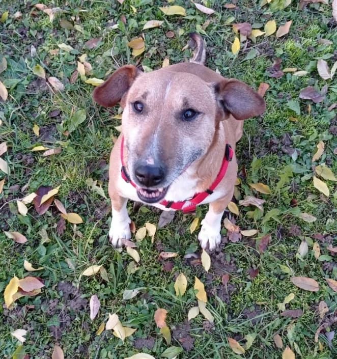 Tornado, male mixed breed for adoption at Amici della Terra FVG