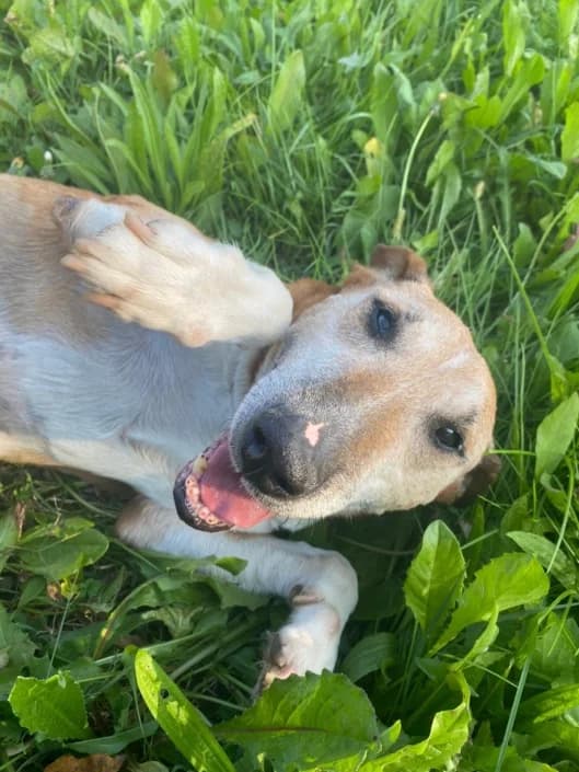 Tornado, male mixed breed for adoption at Amici della Terra FVG