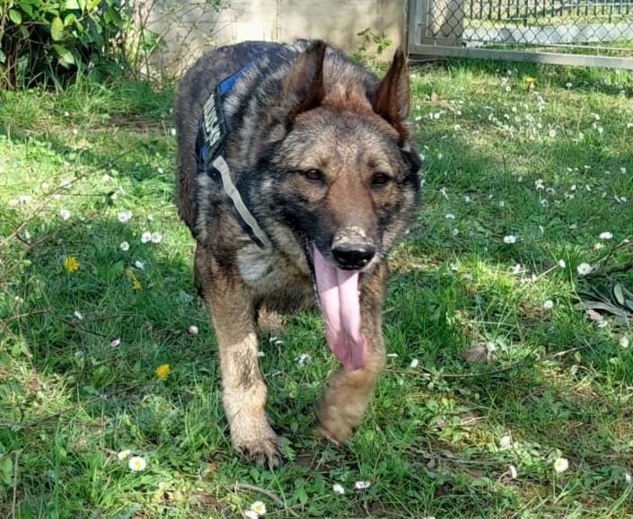 Shiva, female German Shepherd for adoption at Amici della Terra FVG