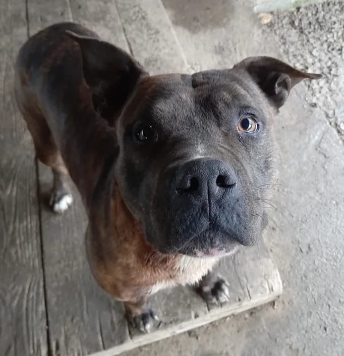 Macchia, male Pit Bull Terrier for adoption at Amici della Terra FVG