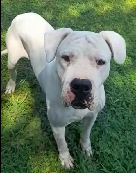 gladio, female Dogo Argentino for adoption at Amici della Terra FVG