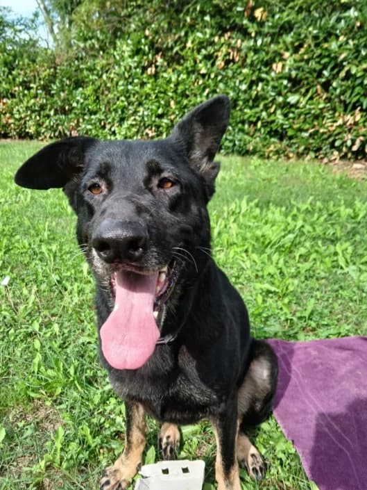 kandy, female German Shepherd for adoption at Amici della Terra FVG