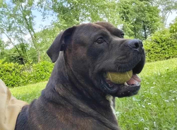 BigZeus, male Mixed Breed for adoption at Amici della Terra FVG