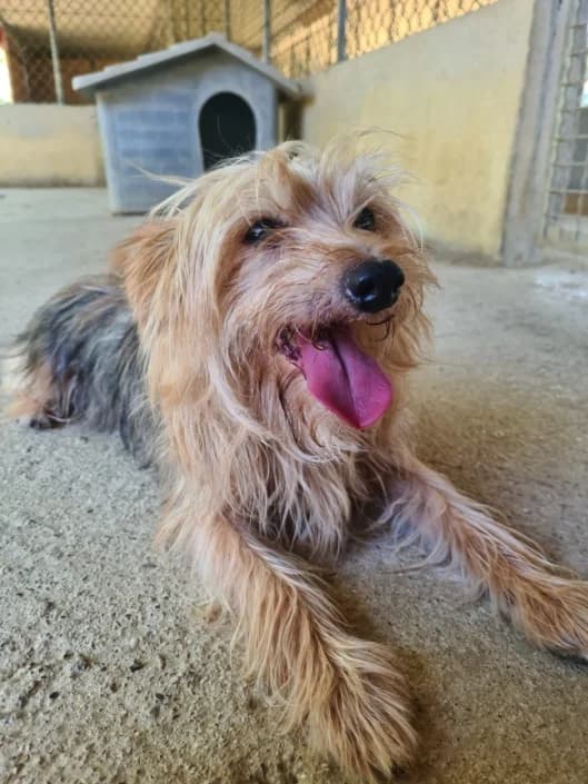Tea, female Mixed Breed for adoption at Amici della Terra FVG