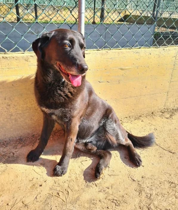 argo, male mixed breed for adoption at Amici della Terra FVG