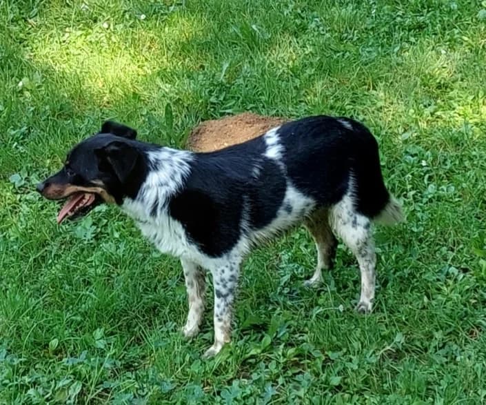 kasper, male Mixed Breed for adoption at Amici della Terra FVG