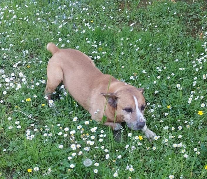 roller, male American Staffordshire Terrier for adoption at Amici della Terra FVG