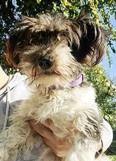 stella, female Mixed Breed for adoption at Amici della Terra FVG