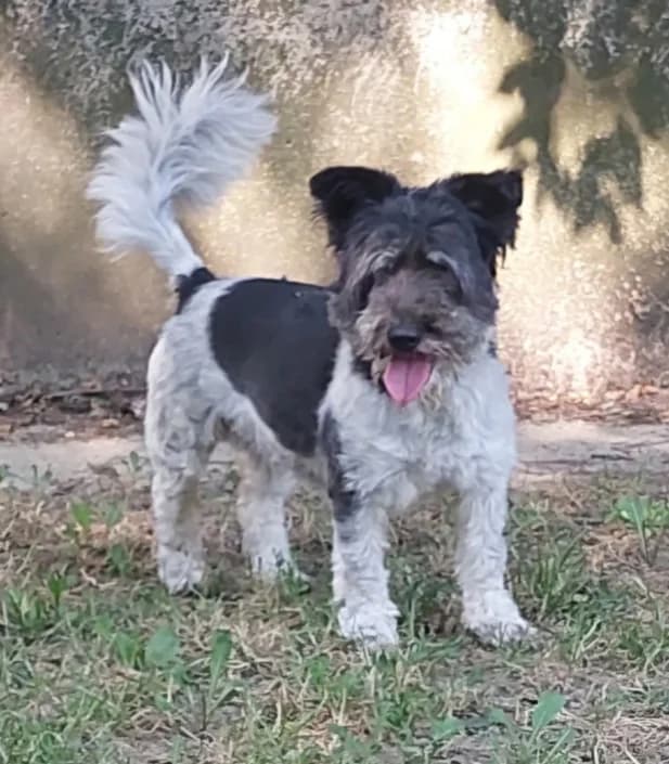 Stella, female Mixed Breed for adoption at Amici della Terra FVG