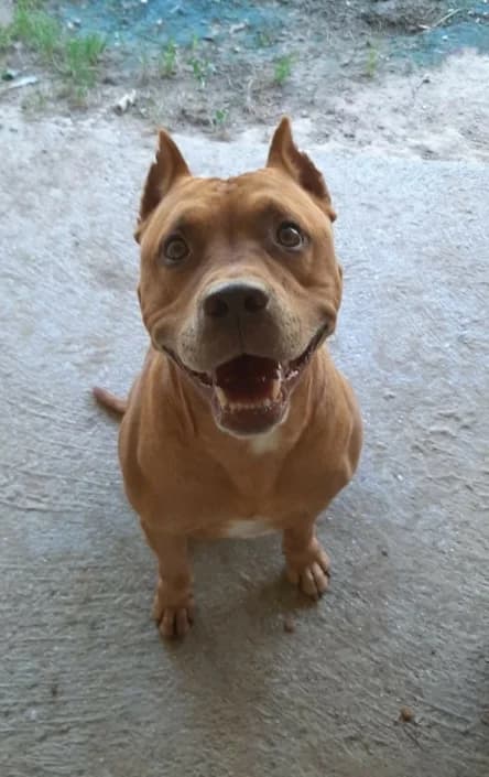 jaki, male American Staffordshire Terrier for adoption at Amici della Terra FVG