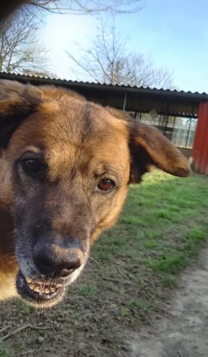 ringo, male Mixed Breed for adoption at Amici della Terra FVG