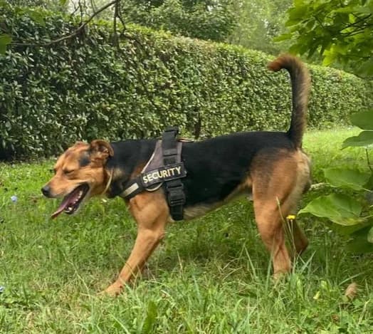 apollo, male Mixed Breed for adoption at Amici della Terra FVG
