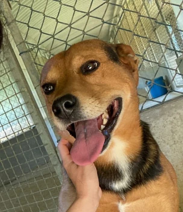 Apollo, male Mixed Breed for adoption at Amici della Terra FVG