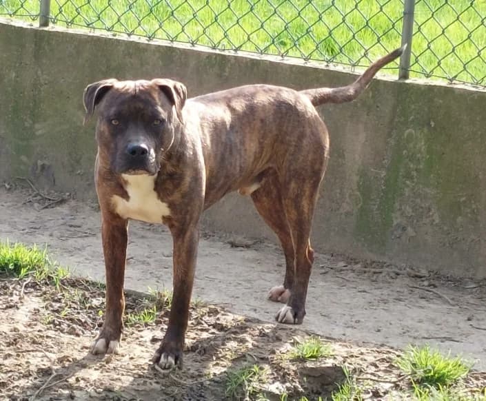 spike, male American Staffordshire Terrier for adoption at Amici della Terra FVG