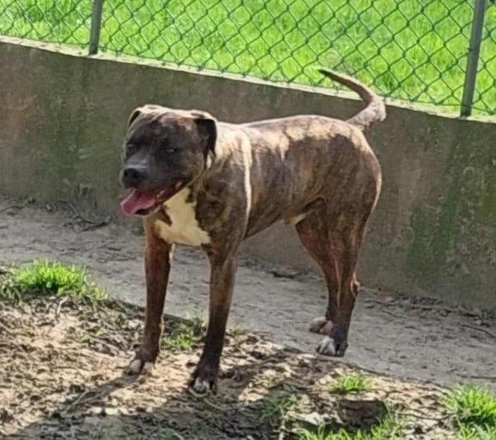 Spike, male American Staffordshire Terrier for adoption at Amici della Terra FVG