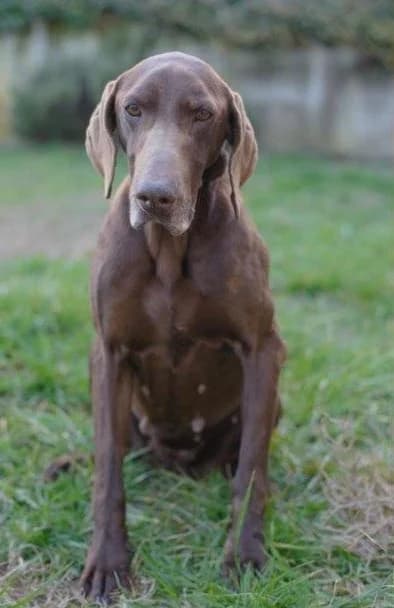 asiabracco, female mixed breed for adoption at Amici della Terra FVG