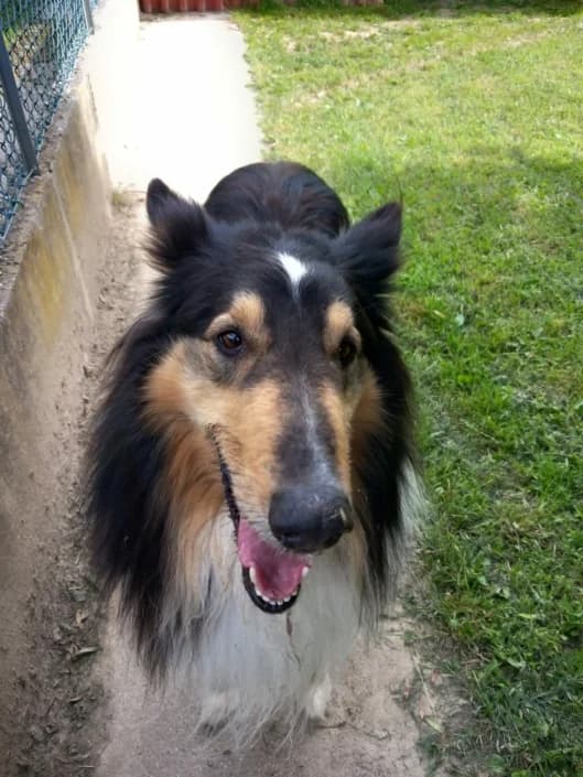 joghy, male Mixed Breed for adoption at Amici della Terra FVG
