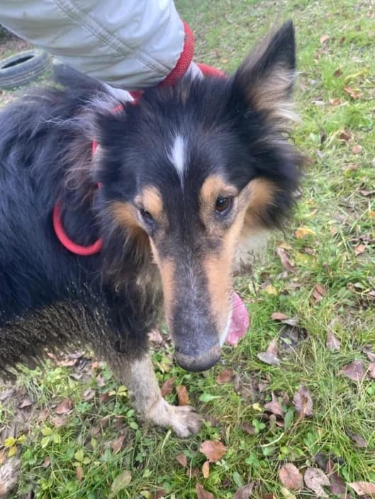 Joghy, male Mixed Breed for adoption at Amici della Terra FVG