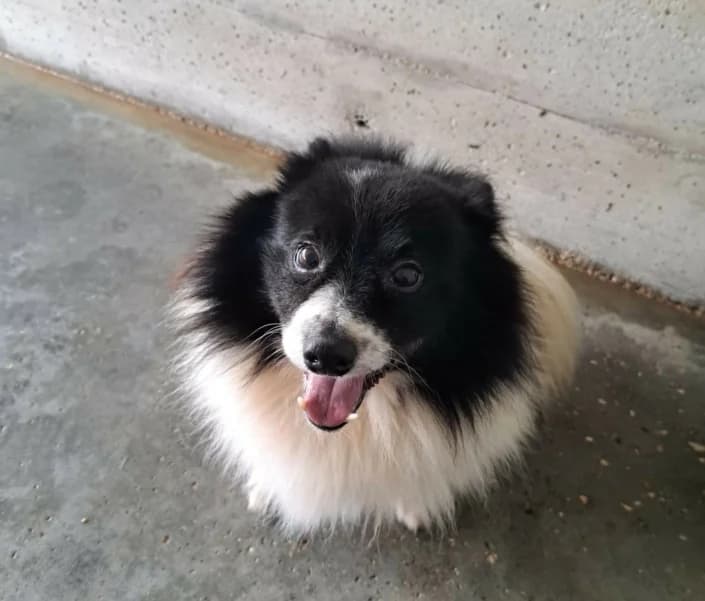 zorretto, male Mixed Breed for adoption at Amici della Terra FVG