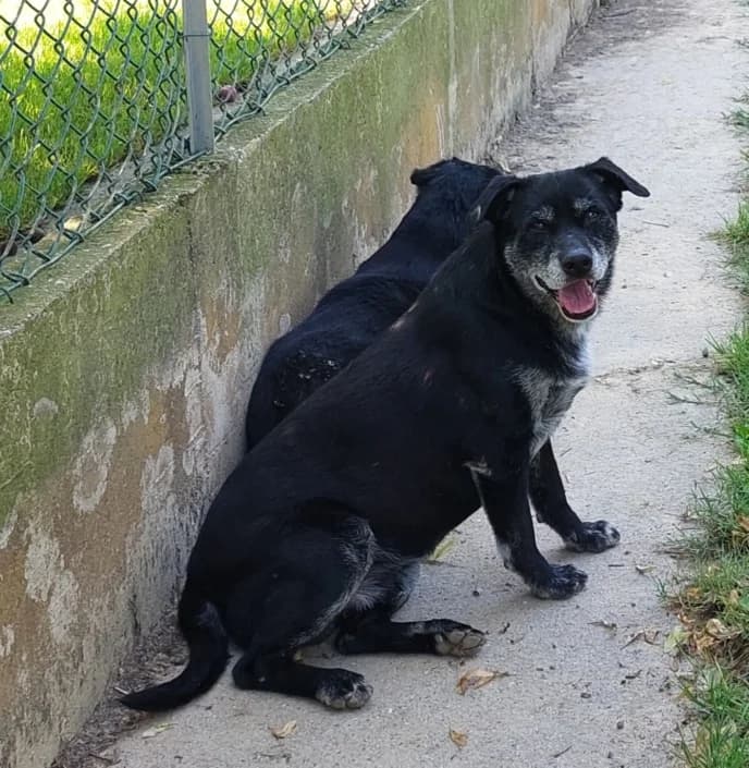 nicky, male mixed breed for adoption at Amici della Terra FVG