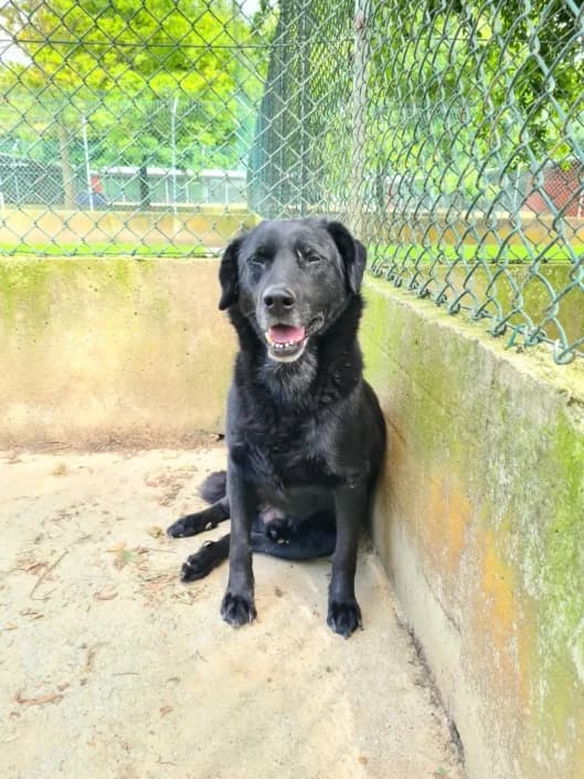 rex, male mixed breed for adoption at Amici della Terra FVG