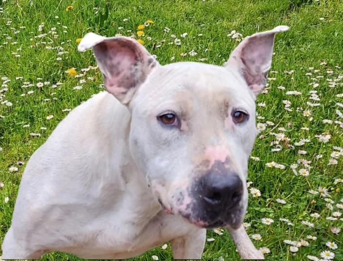 Nadir, male mixed breed for adoption at Amici della Terra FVG
