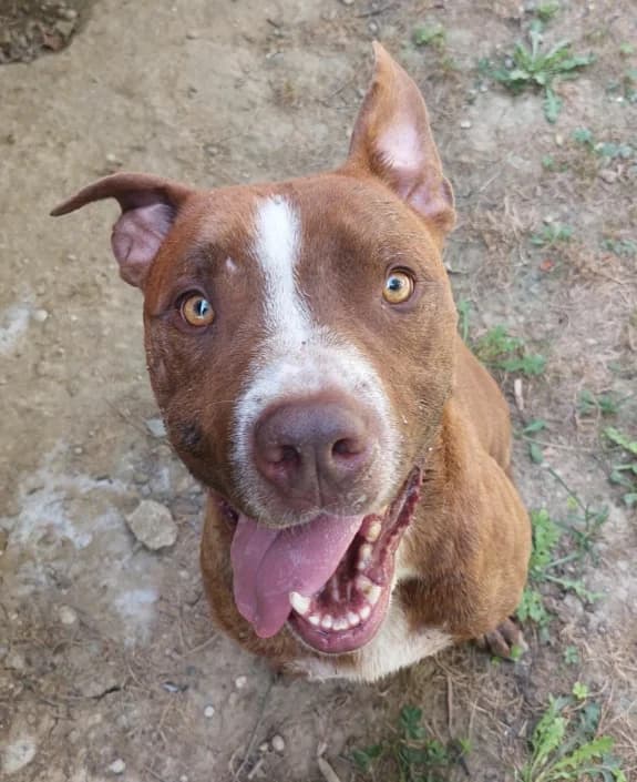 achille, male Pit Bull Terrier for adoption at Amici della Terra FVG