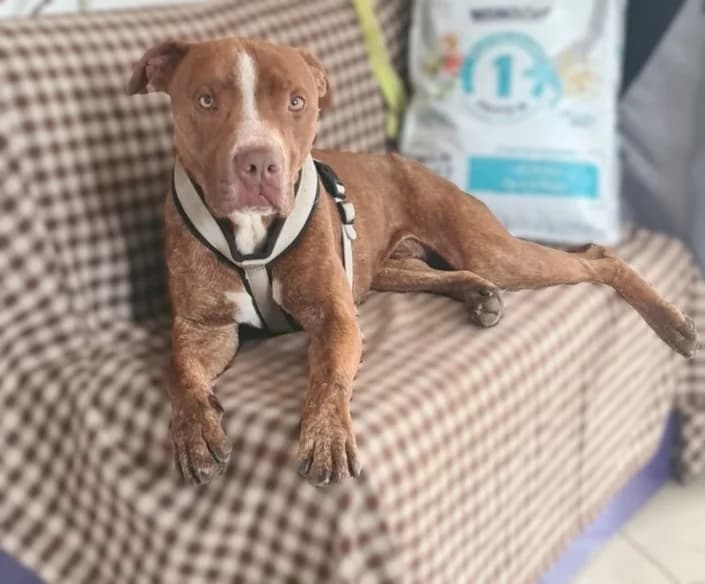 achille, male Pit Bull Terrier for adoption at Amici della Terra FVG