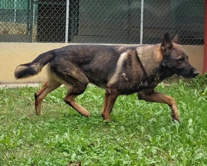 darko, male German Shepherd for adoption at Amici della Terra FVG