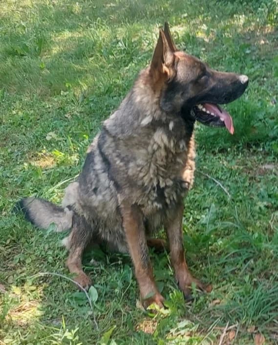 Darko, male German Shepherd for adoption at Amici della Terra FVG