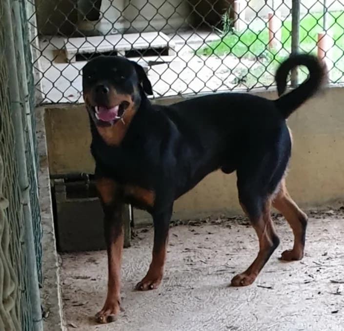 Rotty, male Mixed Breed for adoption at Amici della Terra FVG