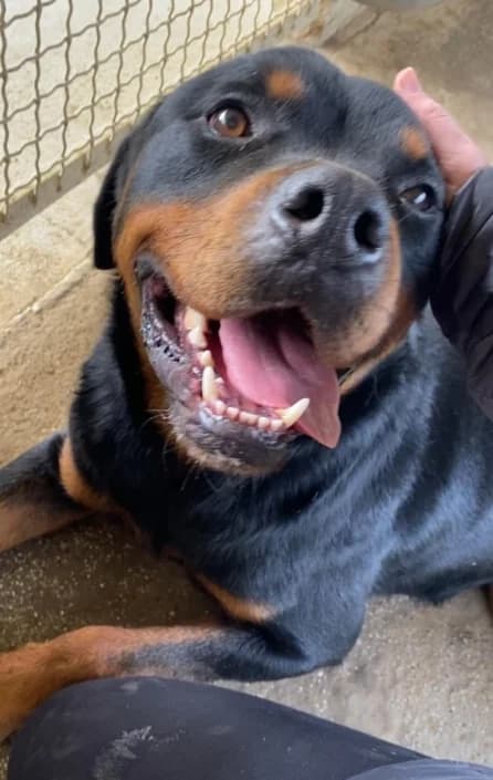 Rotty, male Mixed Breed for adoption at Amici della Terra FVG