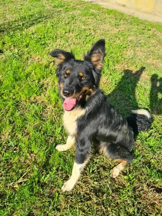 olmo, male Mixed Breed for adoption at Amici della Terra FVG