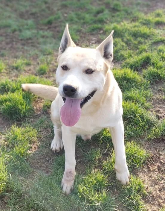koby, male Mixed Breed for adoption at Amici della Terra FVG