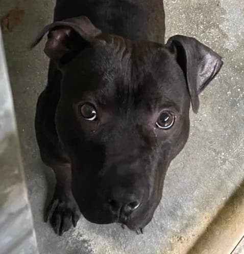 Zmaj, male Pit Bull Terrier for adoption at Amici della Terra FVG