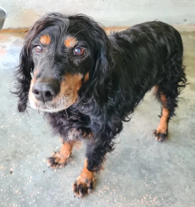 Anita, female mixed breed for adoption at Amici della Terra FVG