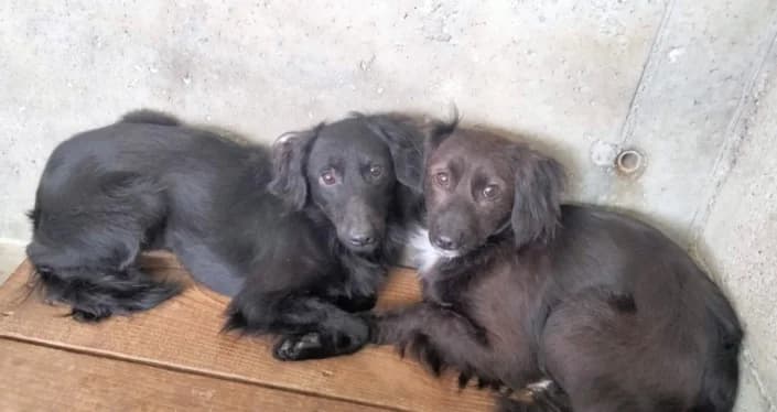 Agata&Gemma, female Mixed Breed for adoption at Amici della Terra FVG