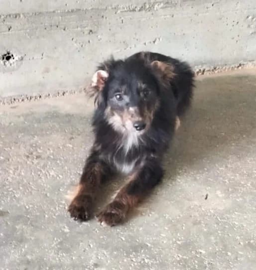 Rubino, male Mixed Breed for adoption at Amici della Terra FVG